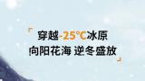 向阳花海 逆冬盛放——海尔中央空调在西藏·林芝-25℃冰原邀你见证冬日“最向往的温暖”
