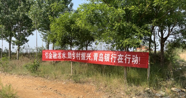 向“新”而行，点“绿”成金——青岛银行谱写高质量发展新篇章
