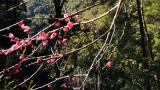 赵树丛：永平四“香”，飘洒四方