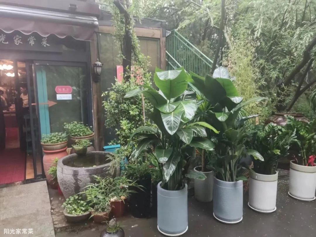 来济南阳光家常菜，品味舌尖上的春意盎然！