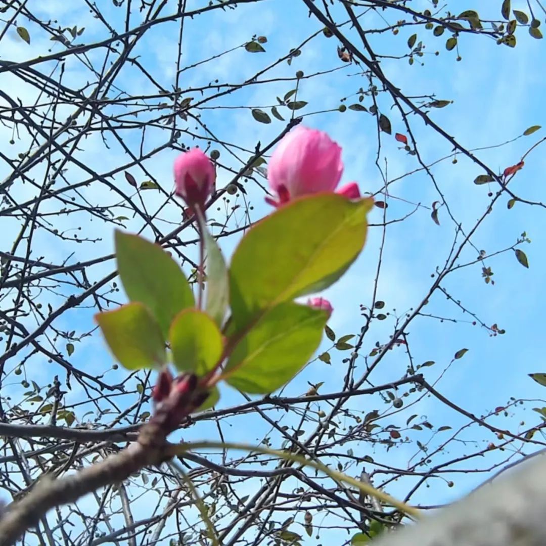 来济南阳光家常菜，品味舌尖上的春意盎然！