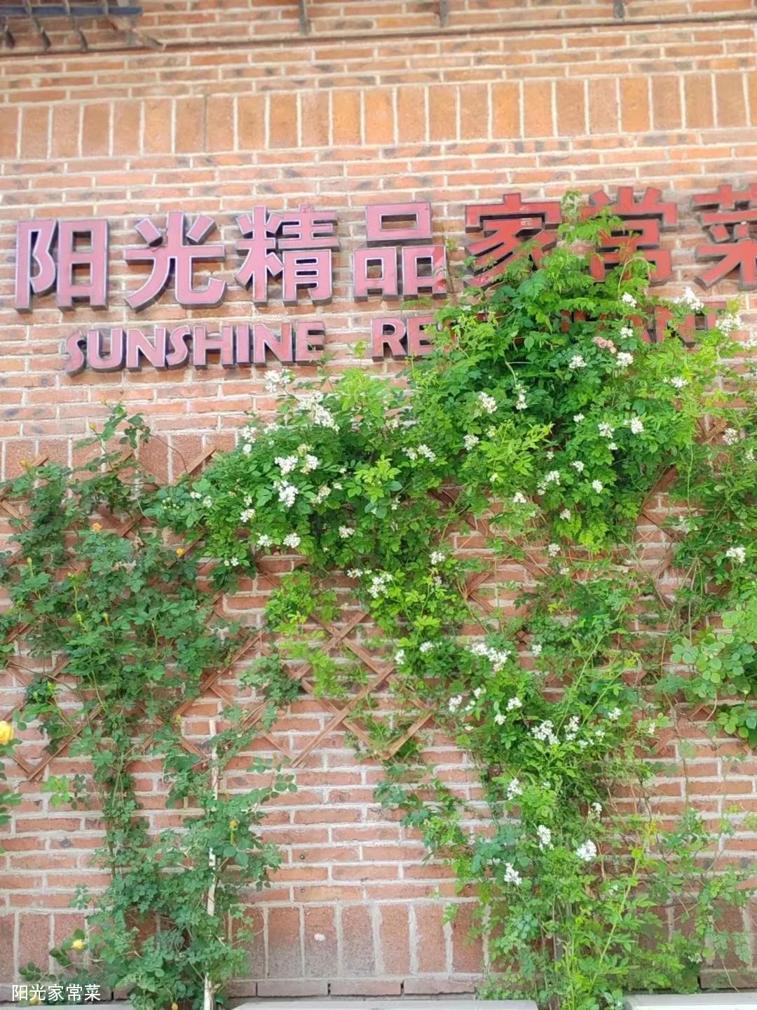 来济南阳光家常菜，品味舌尖上的春意盎然！