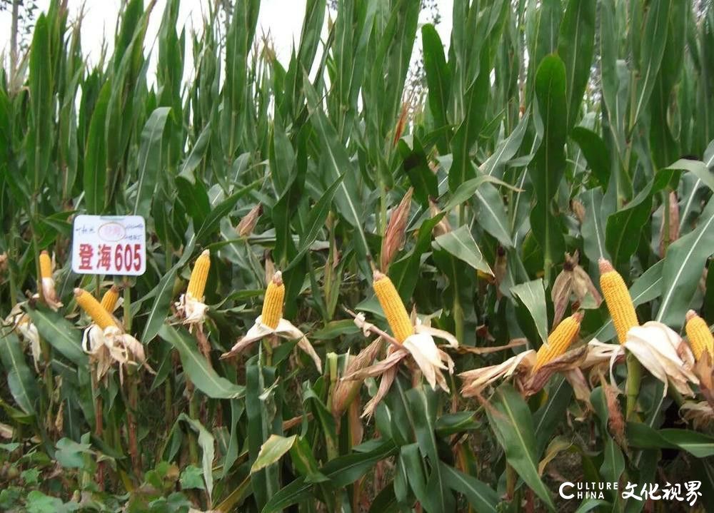 山东235个制造业单项冠军领跑全国，超七成民企参与打造中国向“新”力！