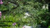 今天宠的就是“她”！山东多家景区官宣免费、半价优惠