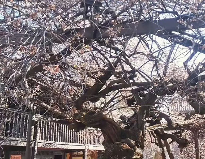 岳黔山·《永平元梅》 | 用墨淋漓潇洒，用笔老辣遒劲，尽显梅花的韧性与鲜活的生命力