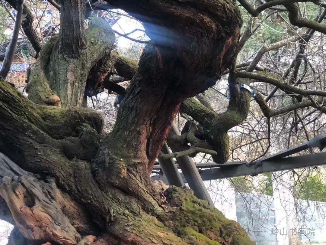 岳黔山·《永平元梅》 | 用墨淋漓潇洒，用笔老辣遒劲，尽显梅花的韧性与鲜活的生命力