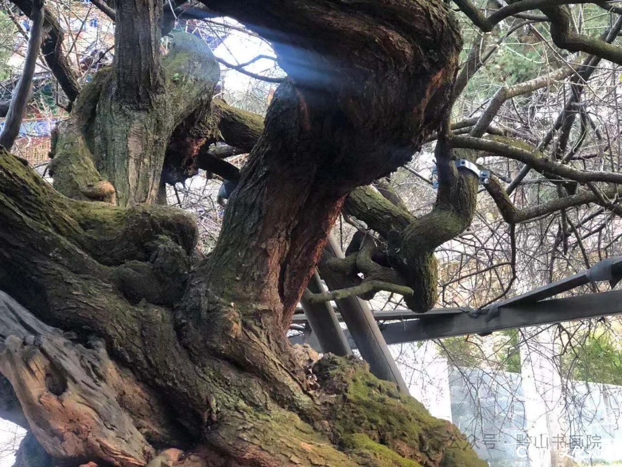 岳黔山·《永平元梅》 | 用墨淋漓潇洒，用笔老辣遒劲，尽显梅花的韧性与鲜活的生命力