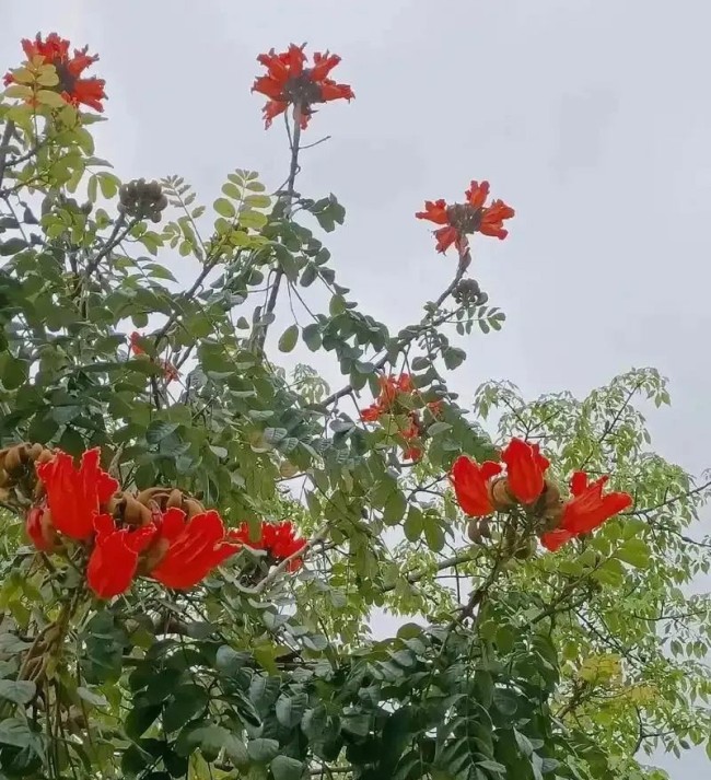 墨舞丹青，“焰”照雨林——岳黔山笔下的西双版纳火焰花