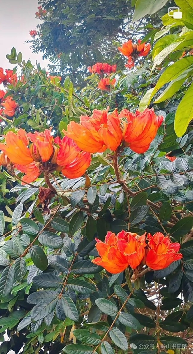 墨舞丹青，“焰”照雨林——岳黔山笔下的西双版纳火焰花