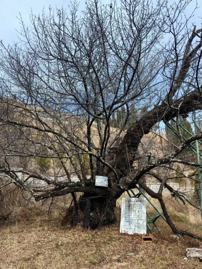 古梅召唤诗情，诗情辉映画意——唐建以写意笔墨描绘古梅野气、昂扬的生命力