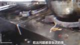 3·15在行动 | “杨铭宇黄焖鸡米饭”后厨乱象曝光，国务院食安办对山东、河南两省实行挂牌督办
