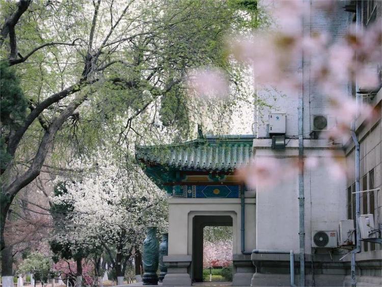 山东多所大学“开园”，高校春日攻略在此！