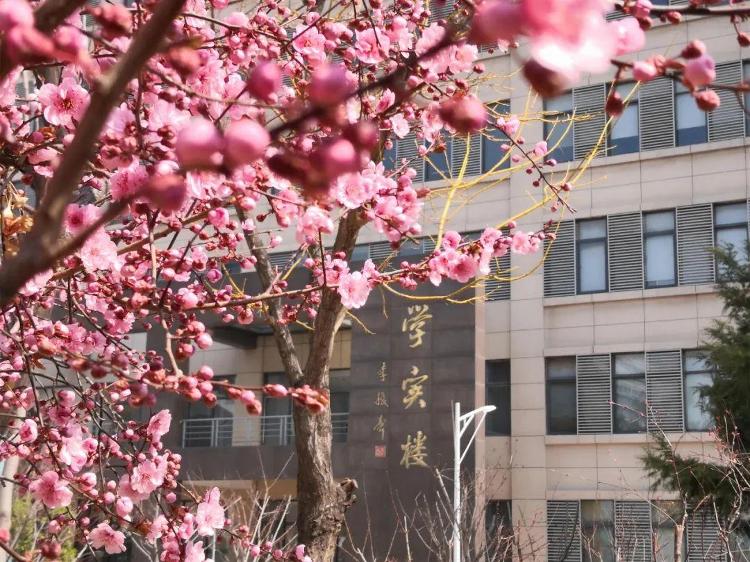 山东多所大学“开园”，高校春日攻略在此！