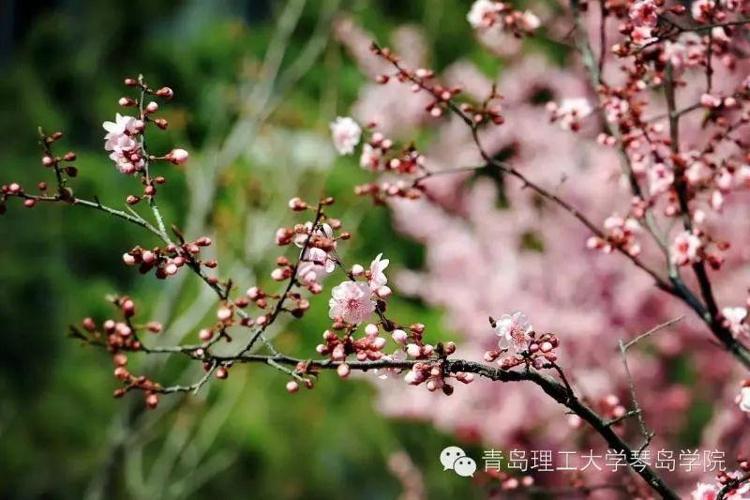 山东多所大学“开园”，高校春日攻略在此！