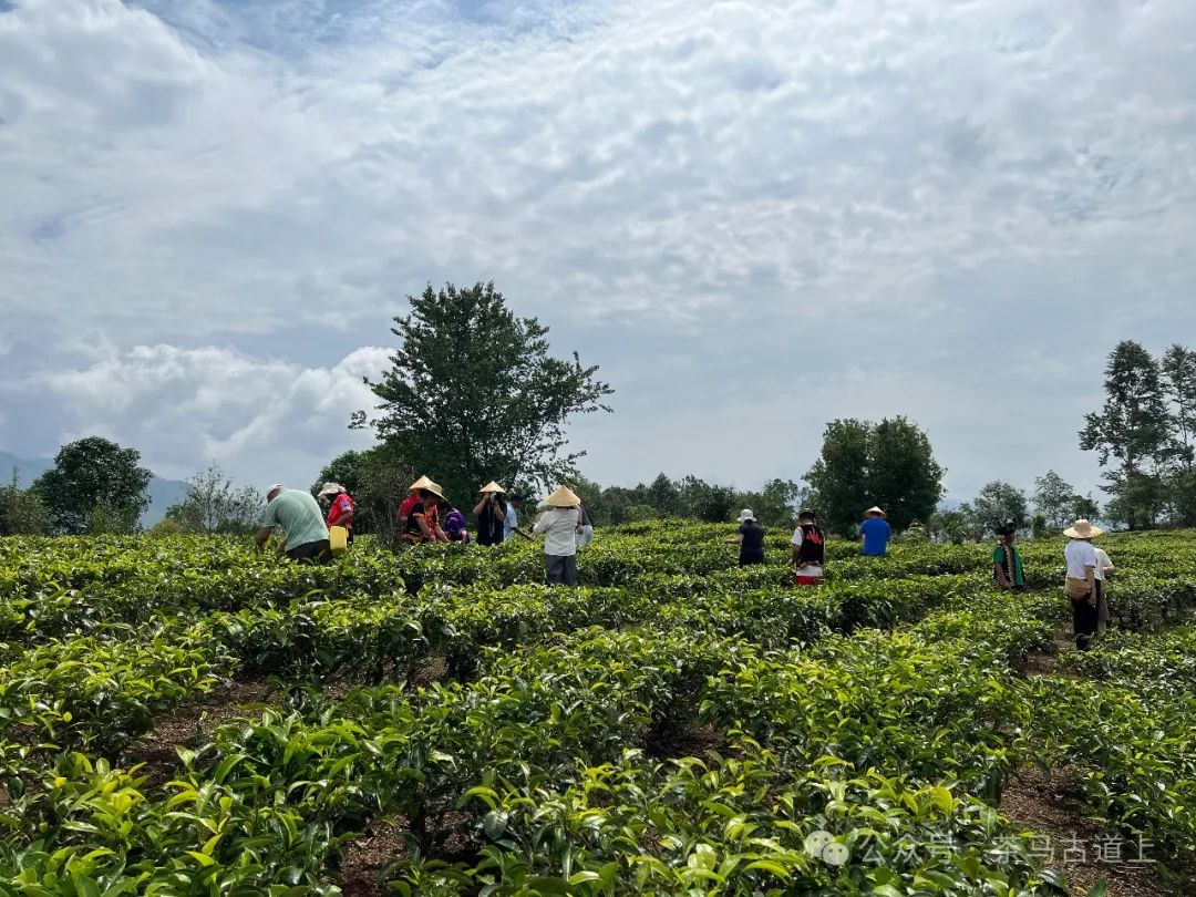 舒建新在“绿野佛国”以茶会友，与彝族老乡共话友谊