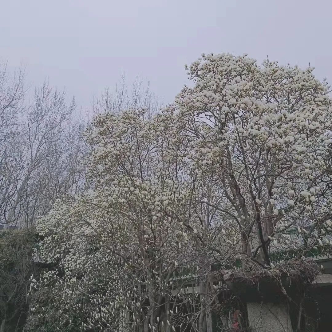 来和牛先生赴一场与春日的约会，享受大自然的馈赠
