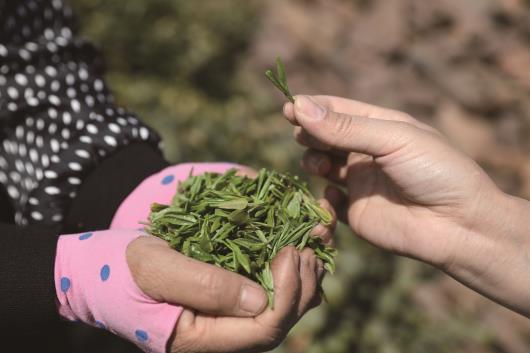 沂蒙巧手传茶香