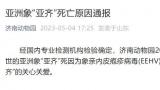 济南动物园通报亚洲象“亚齐”死亡原因：象亲内皮疱疹病毒(eehv)感染