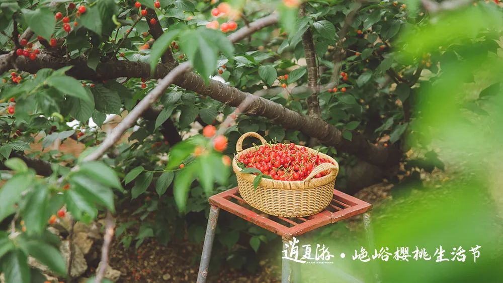 果满夏庄 樱你而来——2023青岛城阳夏庄山色峪樱桃生活节即将启幕