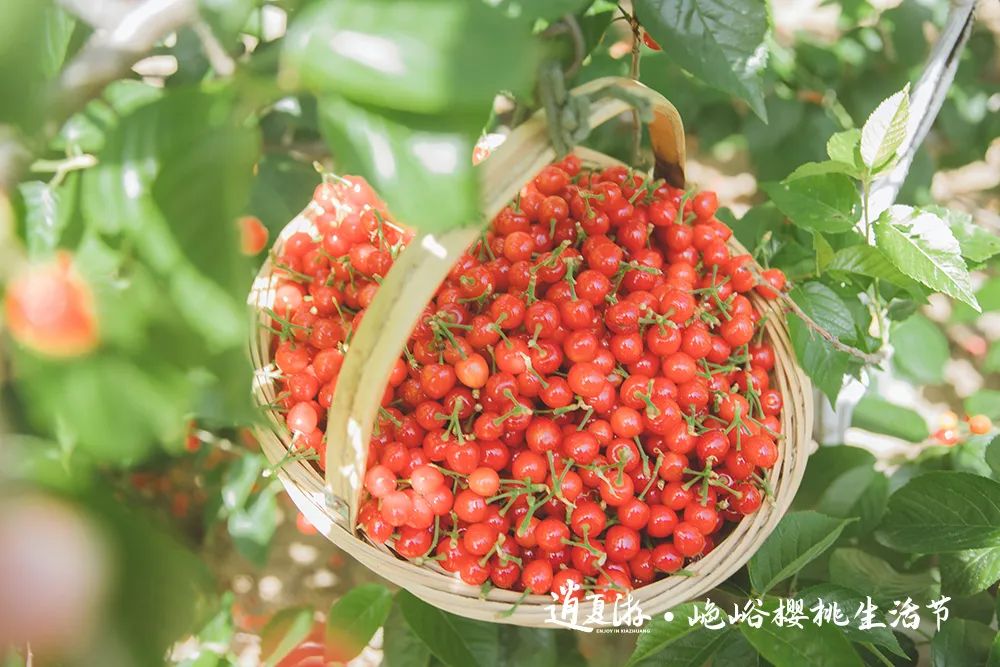果满夏庄 樱你而来——2023青岛城阳夏庄山色峪樱桃生活节即将启幕