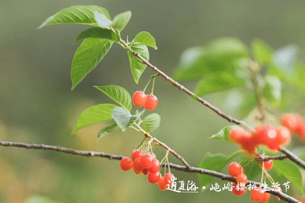 果满夏庄 樱你而来——2023青岛城阳夏庄山色峪樱桃生活节即将启幕