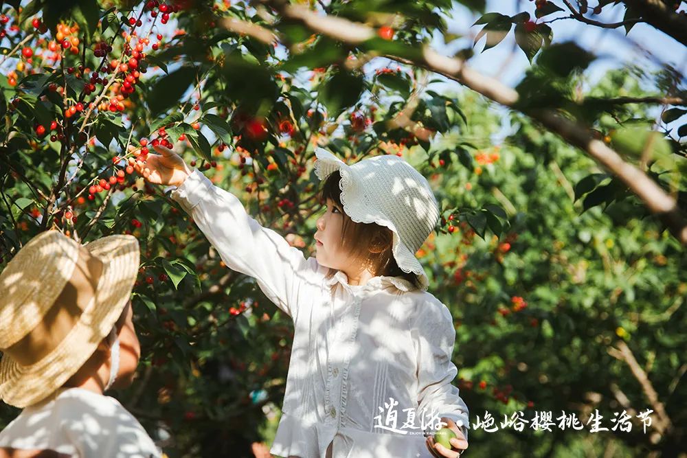 果满夏庄 樱你而来——2023青岛城阳夏庄山色峪樱桃生活节即将启幕