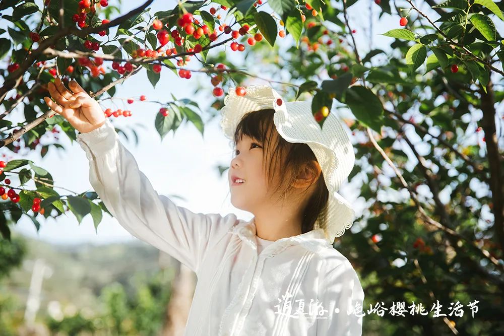 果满夏庄 樱你而来——2023青岛城阳夏庄山色峪樱桃生活节即将启幕