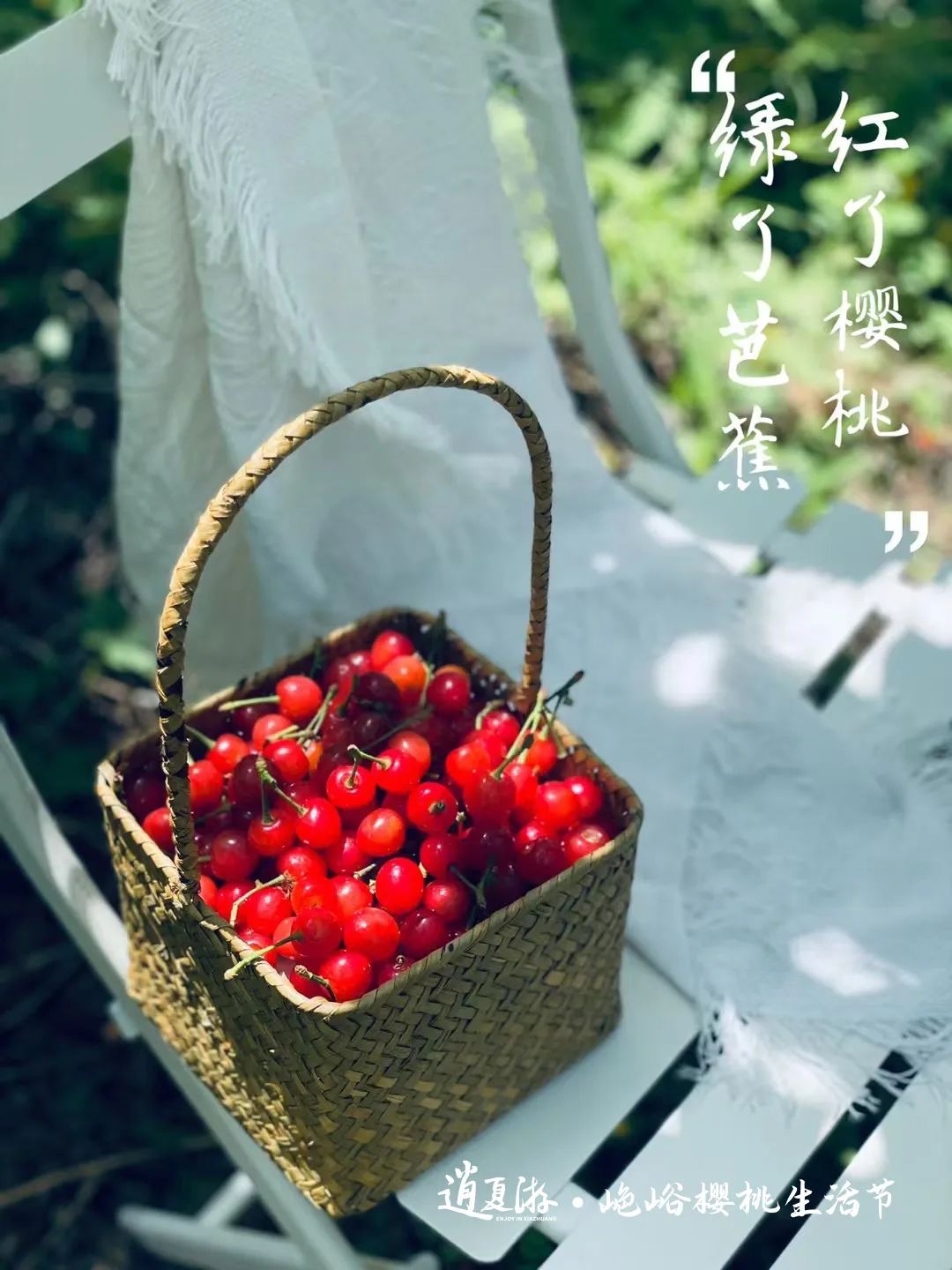 果满夏庄 樱你而来——2023青岛城阳夏庄山色峪樱桃生活节即将启幕