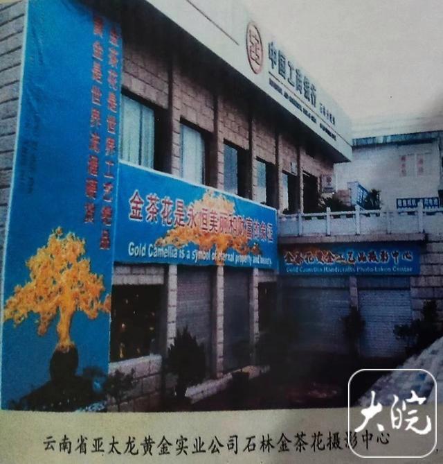 四棵价值过亿的金茶花在云南工行石林支行离奇失踪！女企业家追讨十余年无果，云南多方回应……