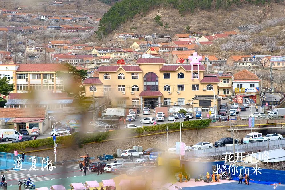 红了樱桃，恣了游客，富了村民 ——“山色峪樱桃生活节”圆满收官，带动山色峪乡村振兴