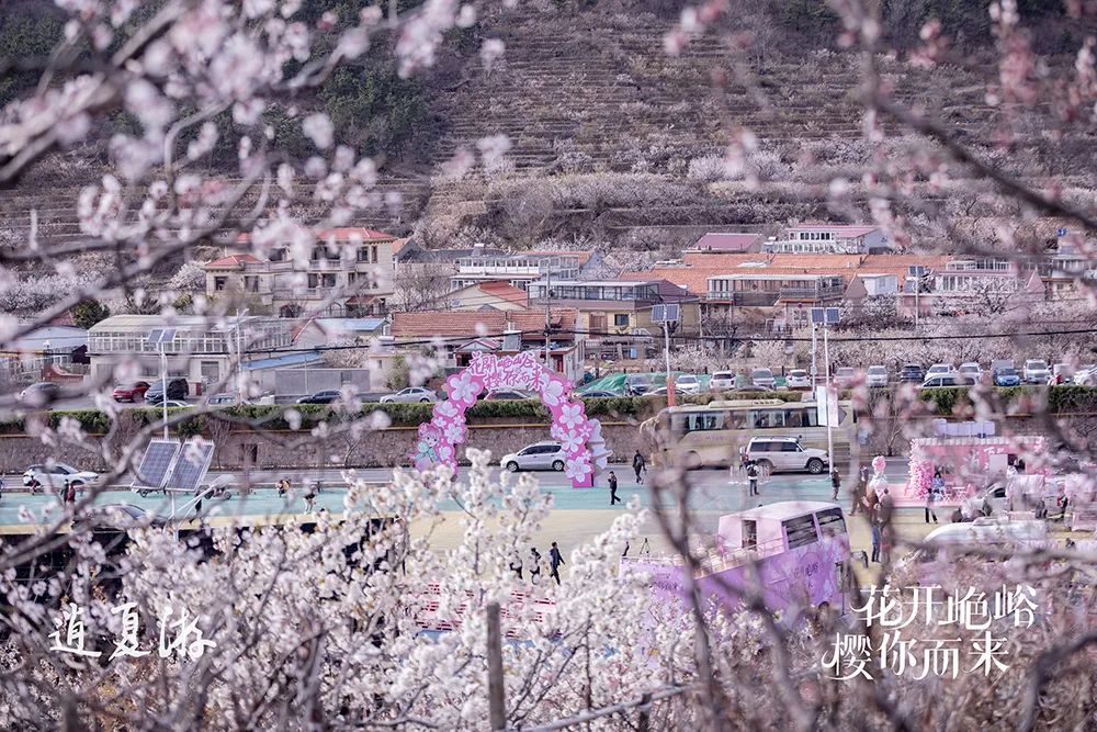 红了樱桃，恣了游客，富了村民 ——“山色峪樱桃生活节”圆满收官，带动山色峪乡村振兴