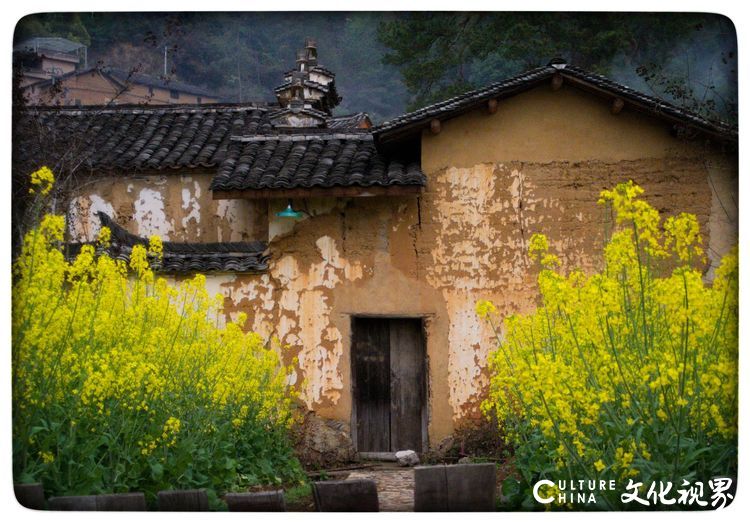 古村坑根嗅早春