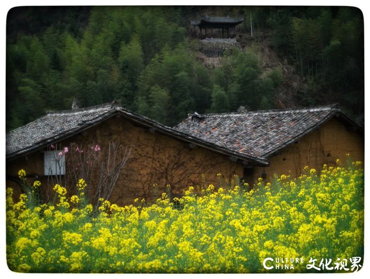 古村坑根嗅早春