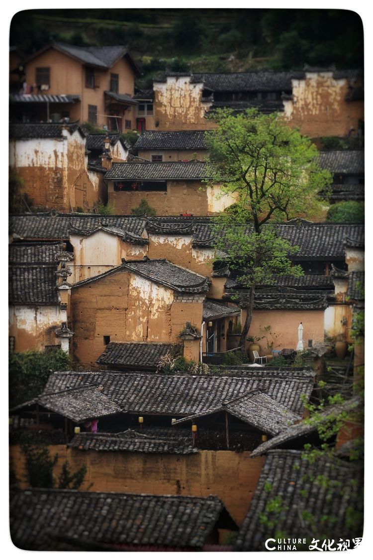 古村坑根嗅早春