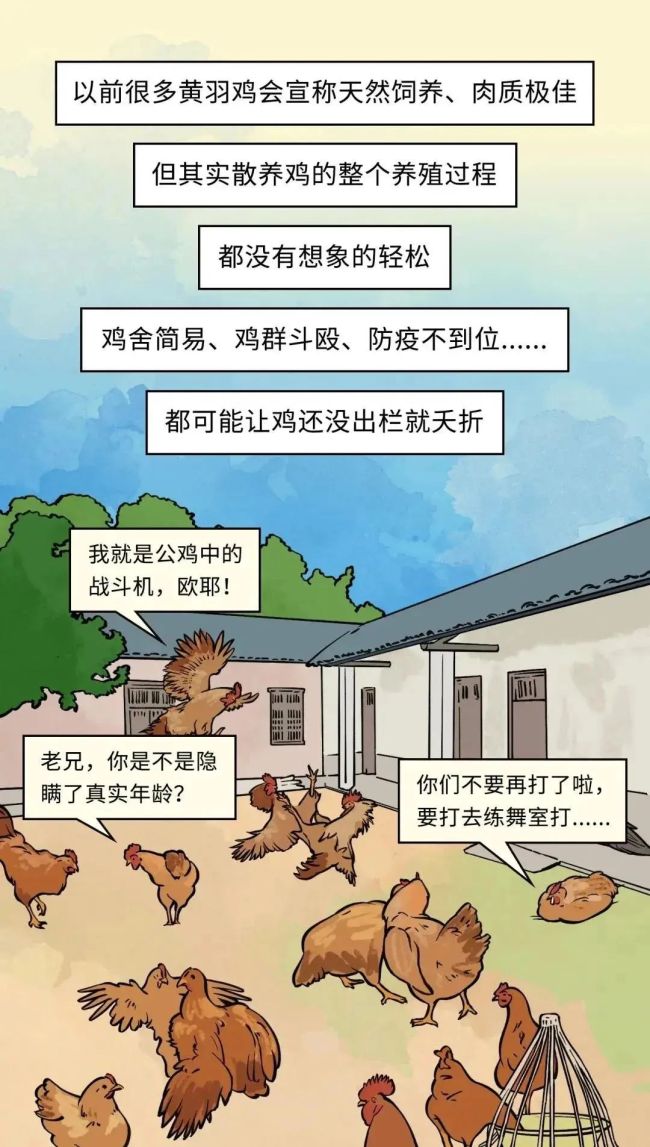 速生鸡不是激素鸡，九联食品带你分辨白羽鸡与黄羽鸡