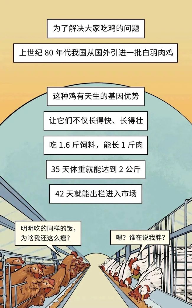 速生鸡不是激素鸡，九联食品带你分辨白羽鸡与黄羽鸡