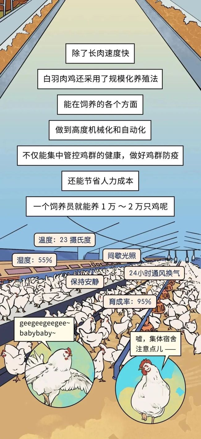 速生鸡不是激素鸡，九联食品带你分辨白羽鸡与黄羽鸡