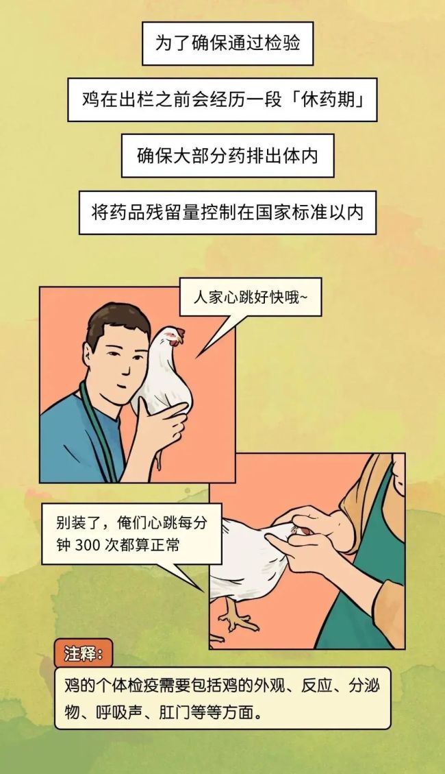 速生鸡不是激素鸡，九联食品带你分辨白羽鸡与黄羽鸡