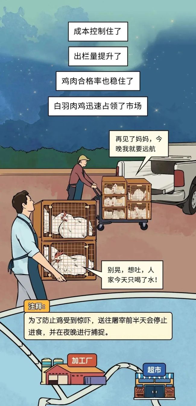 速生鸡不是激素鸡，九联食品带你分辨白羽鸡与黄羽鸡