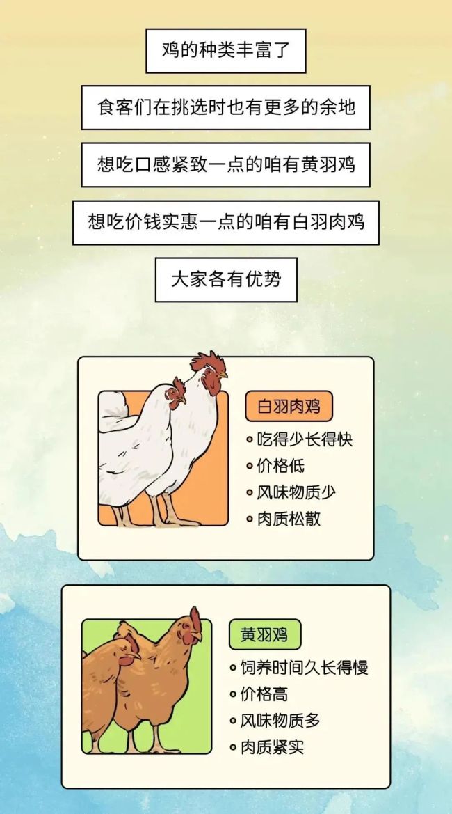 速生鸡不是激素鸡，九联食品带你分辨白羽鸡与黄羽鸡
