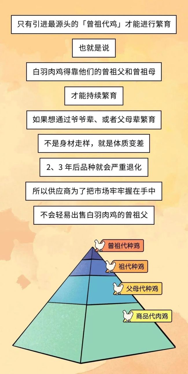 速生鸡不是激素鸡，九联食品带你分辨白羽鸡与黄羽鸡