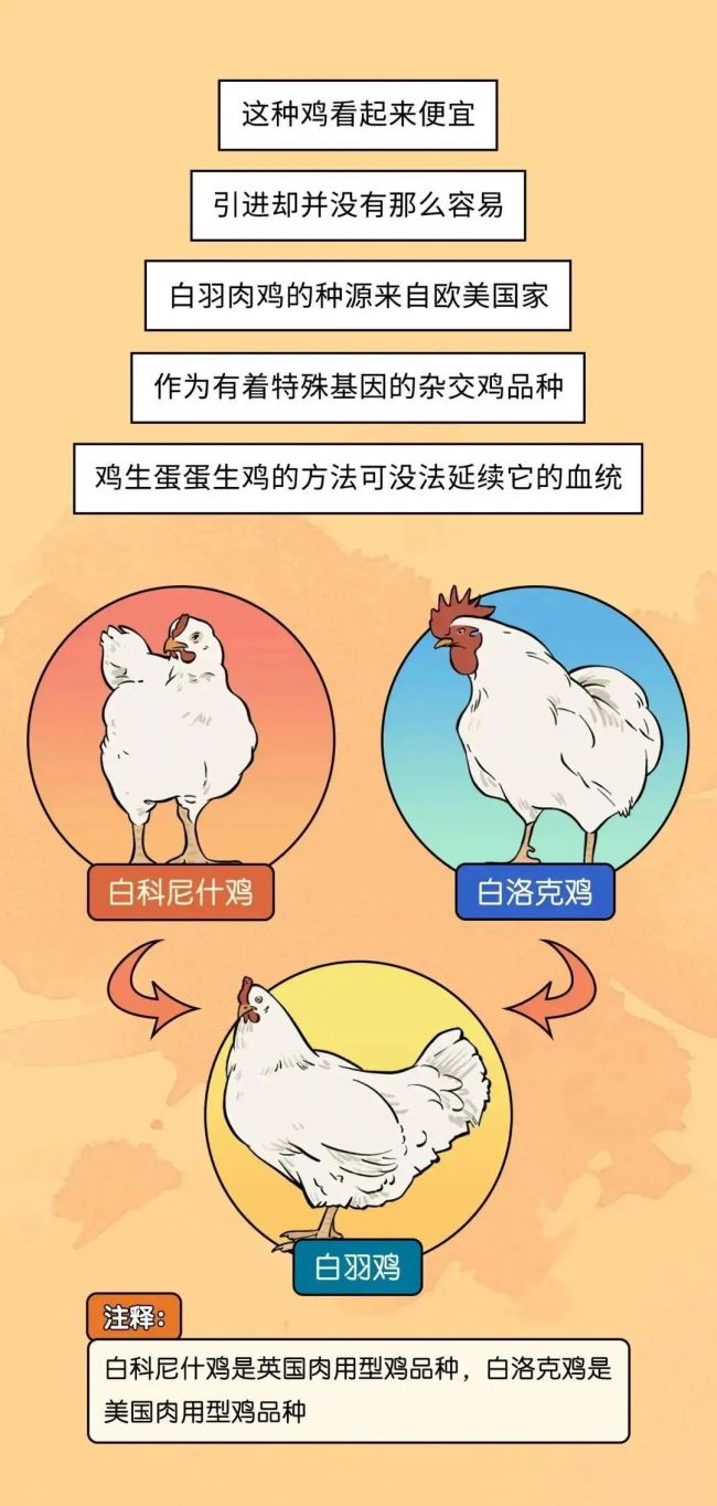 速生鸡不是激素鸡，九联食品带你分辨白羽鸡与黄羽鸡