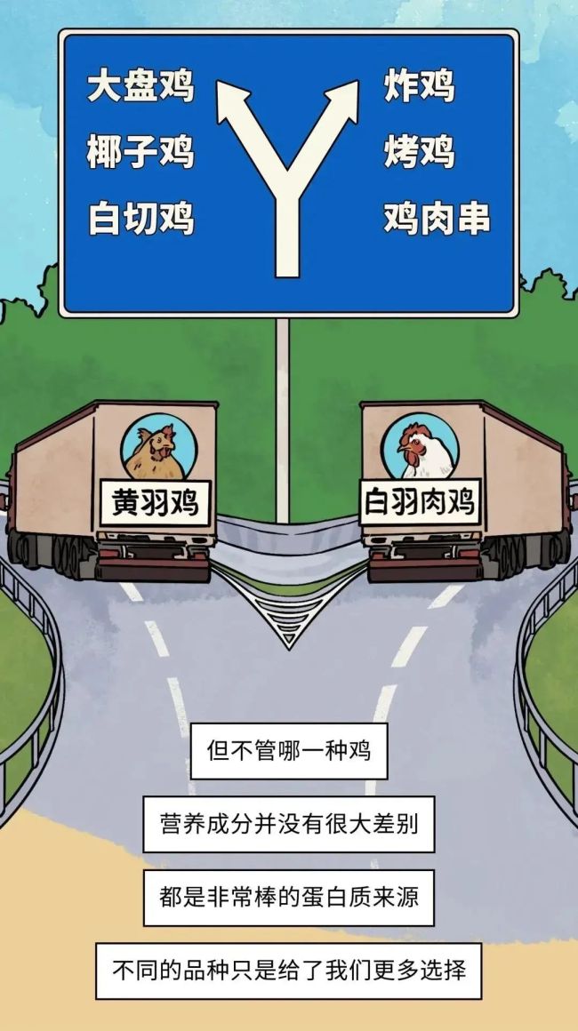 速生鸡不是激素鸡，九联食品带你分辨白羽鸡与黄羽鸡