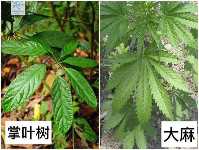 美肤宝化妆品疑似用大麻做宣传图，客服：图片没放错