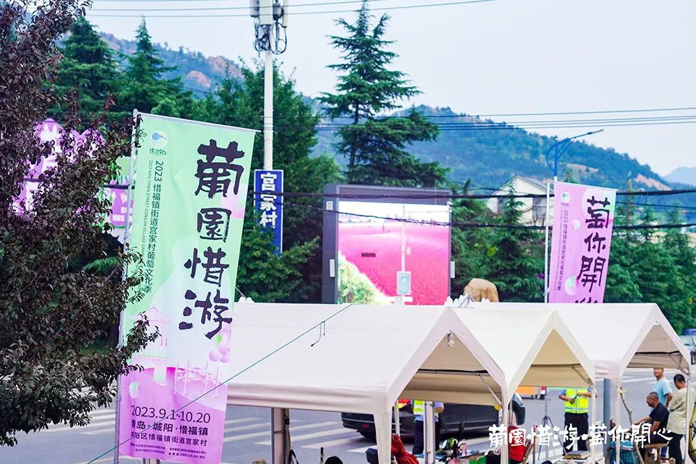 青岛城阳“惜游记”再掀紫色“葡萄潮”： 乡村振兴迭代 “文旅 ”，乡土文化也有“潮”魅力！