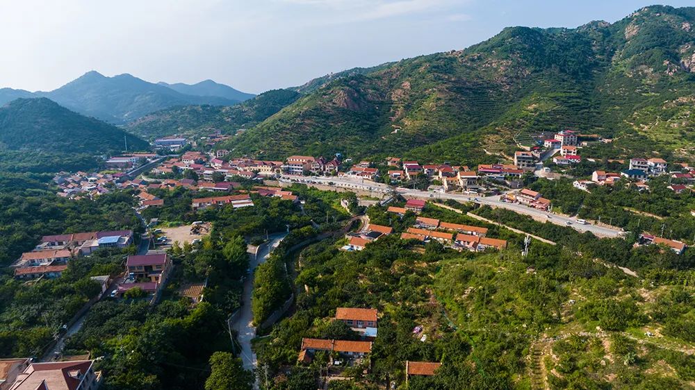 青岛城阳“惜游记”再掀紫色“葡萄潮”： 乡村振兴迭代 “文旅 ”，乡土文化也有“潮”魅力！