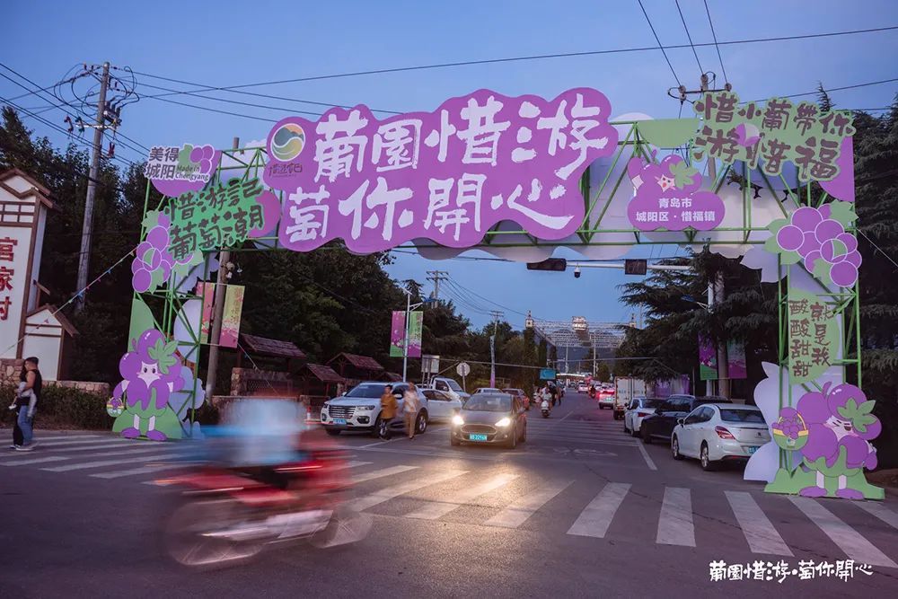 青岛城阳“惜游记”再掀紫色“葡萄潮”： 乡村振兴迭代 “文旅 ”，乡土文化也有“潮”魅力！