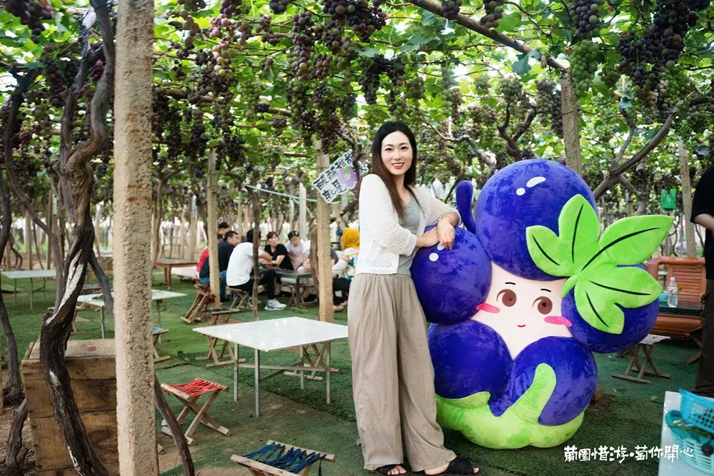 青岛城阳“惜游记”再掀紫色“葡萄潮”： 乡村振兴迭代 “文旅 ”，乡土文化也有“潮”魅力！