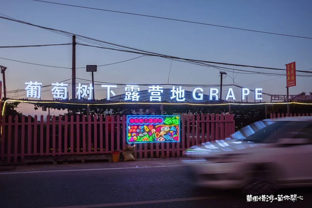 青岛城阳“惜游记”再掀紫色“葡萄潮”： 乡村振兴迭代 “文旅 ”，乡土文化也有“潮”魅力！