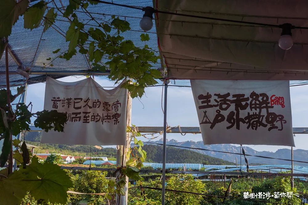 青岛城阳“惜游记”再掀紫色“葡萄潮”： 乡村振兴迭代 “文旅 ”，乡土文化也有“潮”魅力！